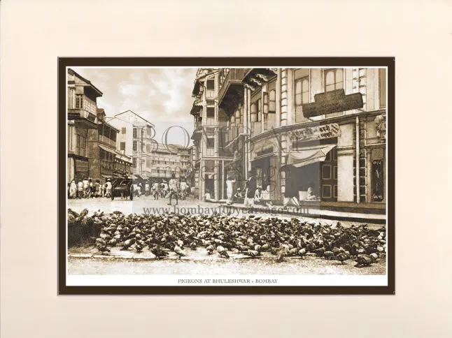Pigeons at Bhuleshwar (Code : 055) Image